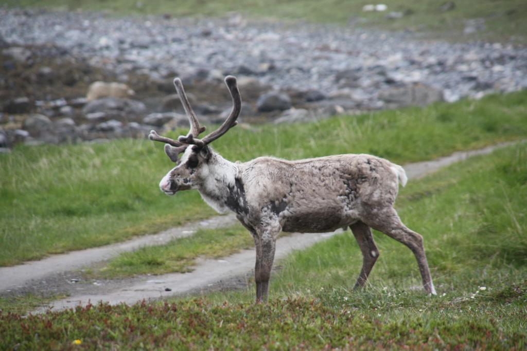 Отель Xlyngen Nord-Lenangen Экстерьер фото